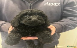 Cockapoo dogs for sale: Cockapoos  - Advert 5