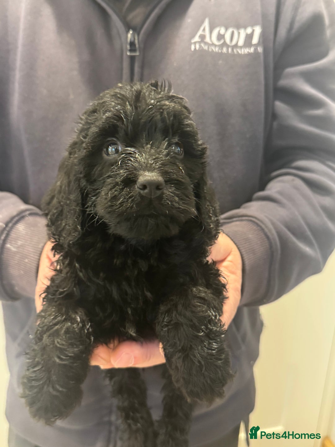 Cockapoo dogs for sale: Cockapoos  - Advert 5