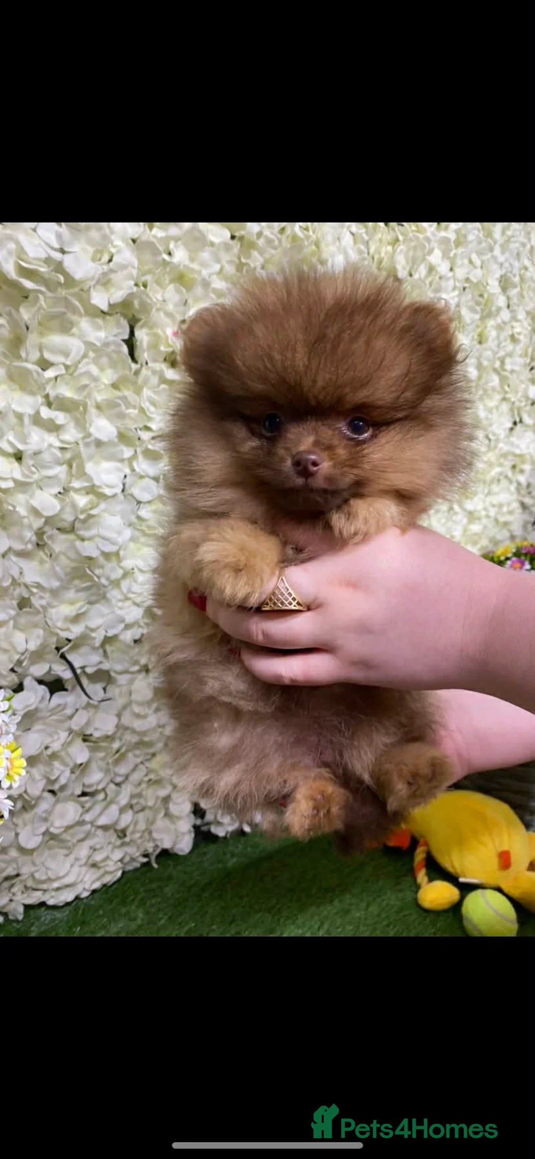 Pomeranian dogs for sale:  2 beautiful Pomeranian boys  - Advert 28