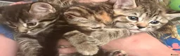 Bengal cats for sale: Bengal X Kittens With Famous Siblings!  - Advert 13
