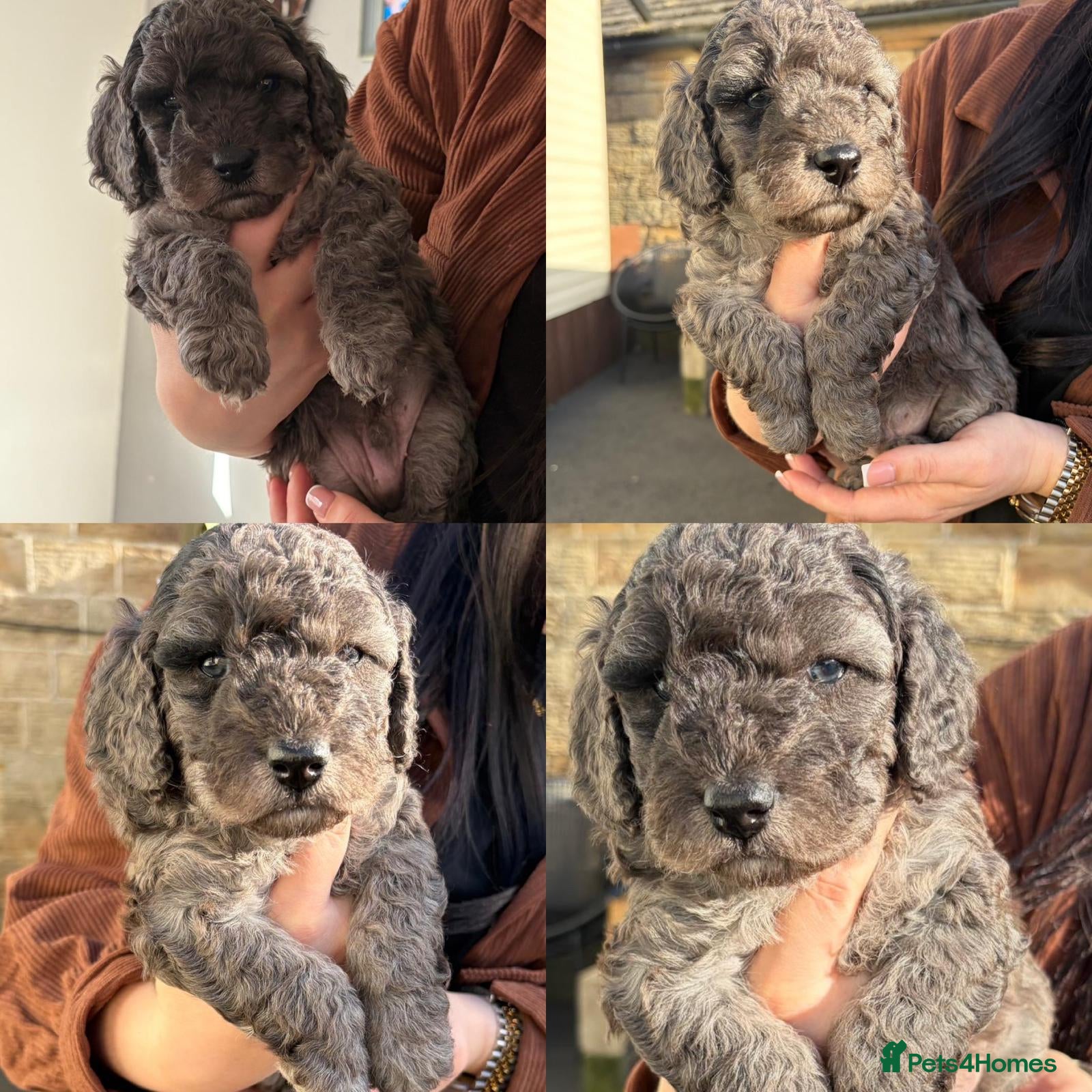 Cockapoo dogs 🐶Three beautiful boys left😍 - Advert 3