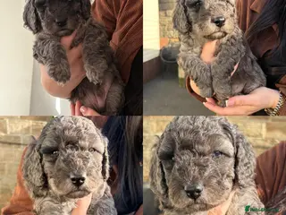 Cockapoo dogs 🐶Three beautiful boys left😍 - Advert 3