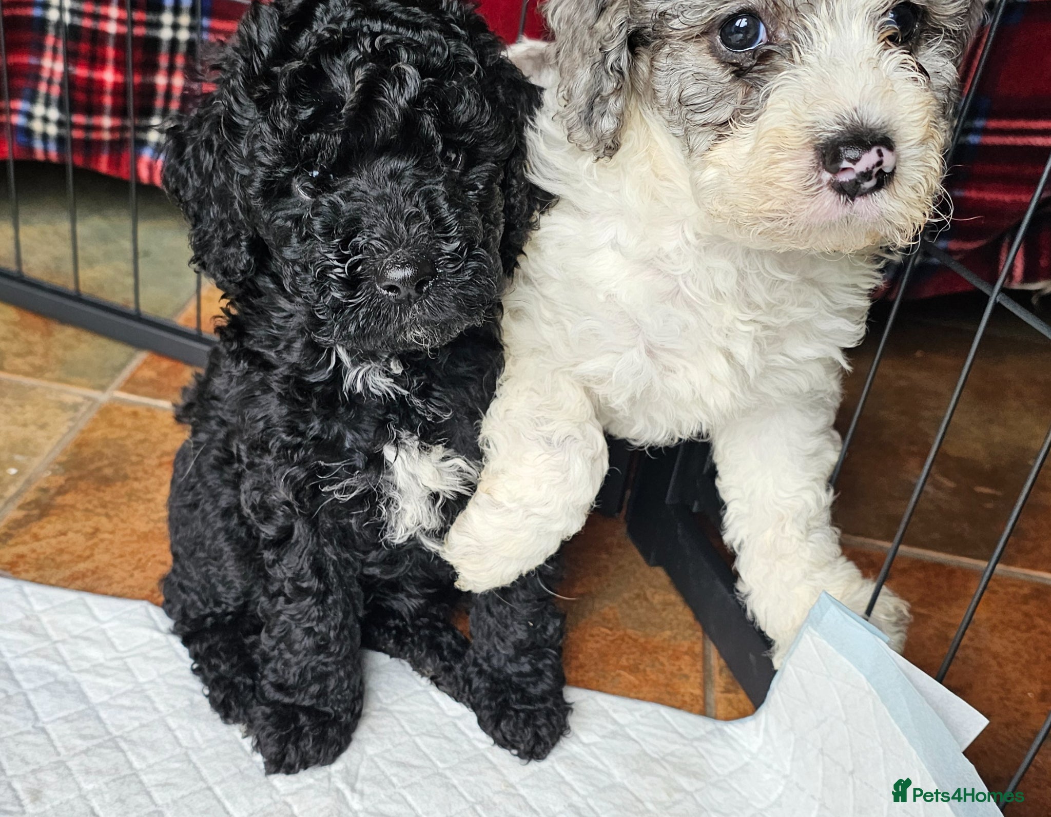 Cockapoo dogs 2 Girls - Quality F1b - Ready Now! - Advert 16