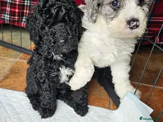 Cockapoo dogs 2 Girls - Quality F1b - Ready Now! - Advert 16