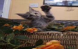 Maine Coon cats for sale: Maine Coon Kittens Parents Tica Reg& Health tested - Image 5