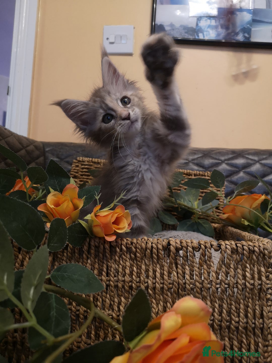 Maine Coon cats for sale: Maine Coon Kittens Parents Tica Reg& Health tested - Image 5