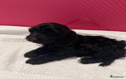 Cockapoo dogs for sale: 6 Beautiful cockerpoos puppies  - Image 6
