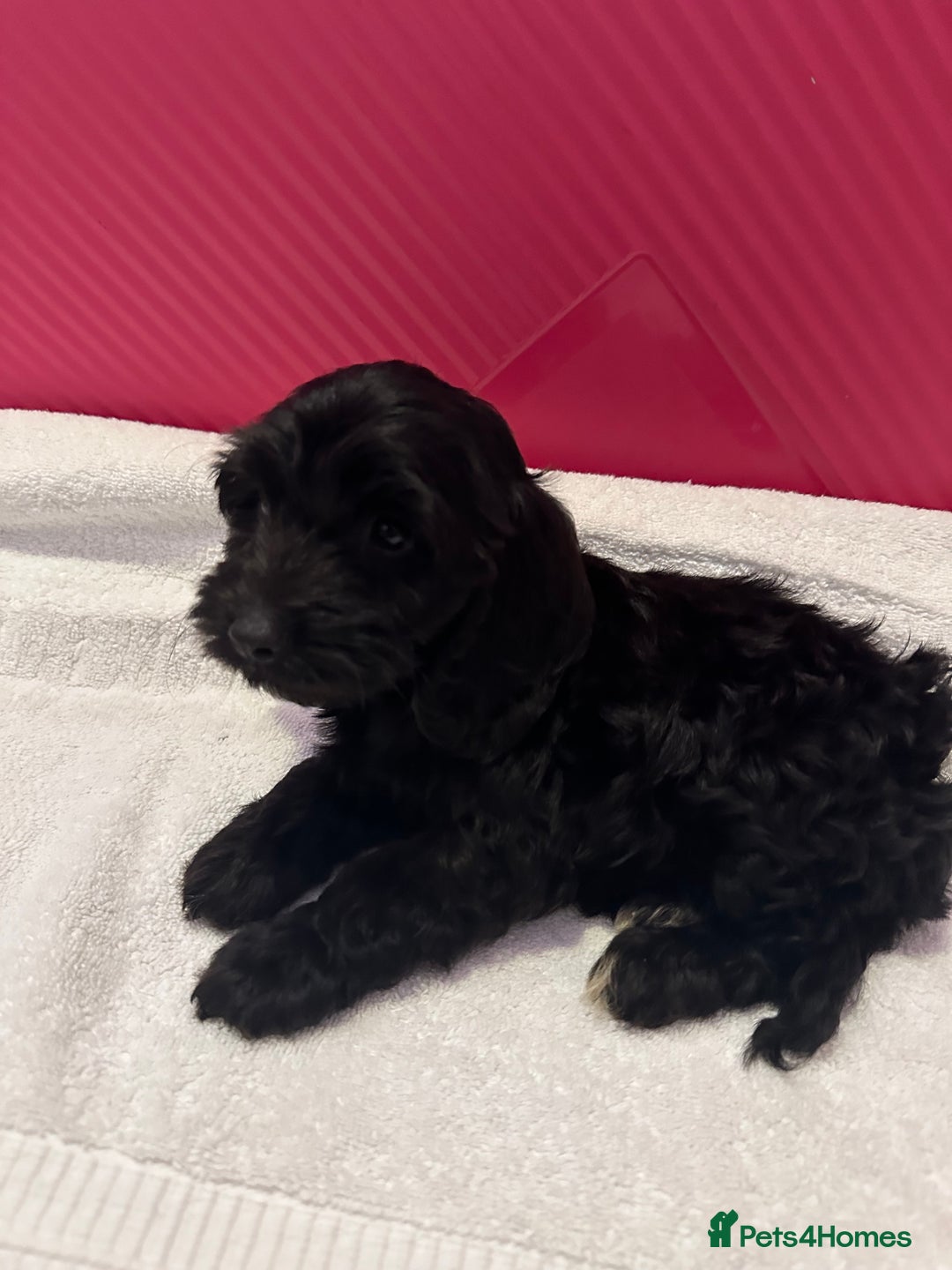 Cockapoo dogs for sale: 6 Beautiful cockerpoos puppies  - Image 6