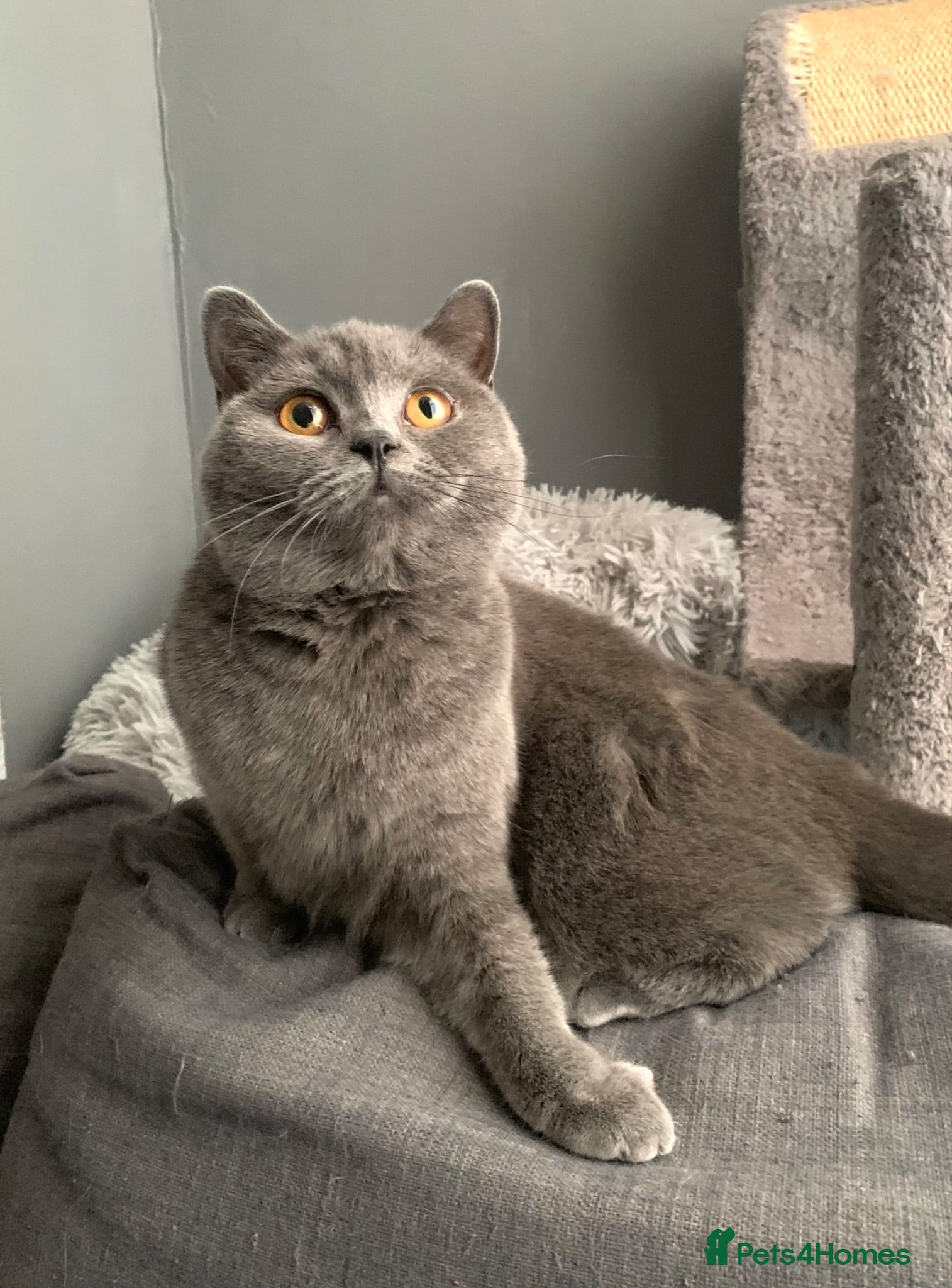 British Shorthair cats Lovely Blue Gccf Registered Neutered Girl  - Advert 2