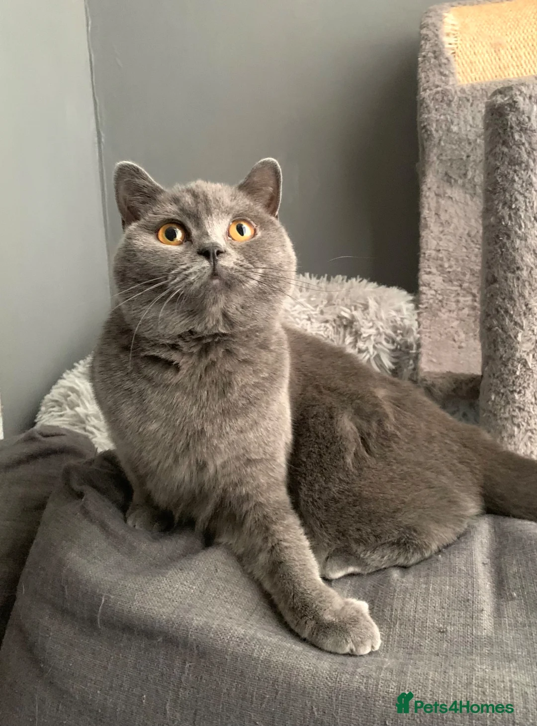 British Shorthair cats for sale: Lovely Blue Gccf Registered Neutered Girl  - Advert 1
