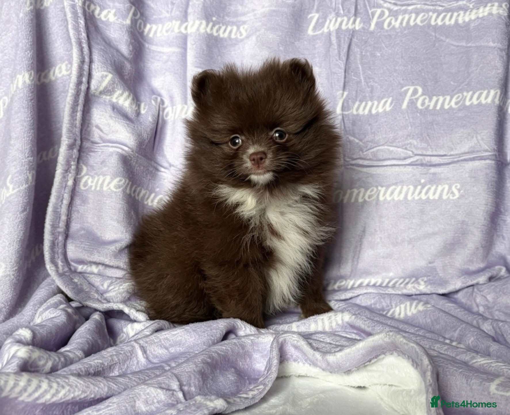 Pomeranian dogs READY NOW! DWKC✨DNA 100% POM!🧬HEALTH TESTED!🧬 - Advert 1