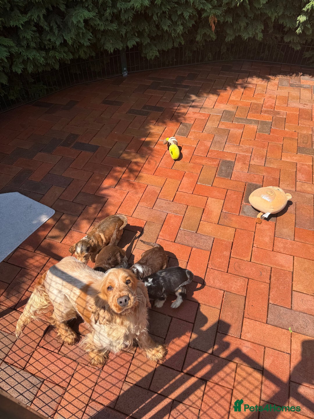 Cocker Spaniel dogs for sale: Last 2 boys fully vaccinated health checked  - Image 4
