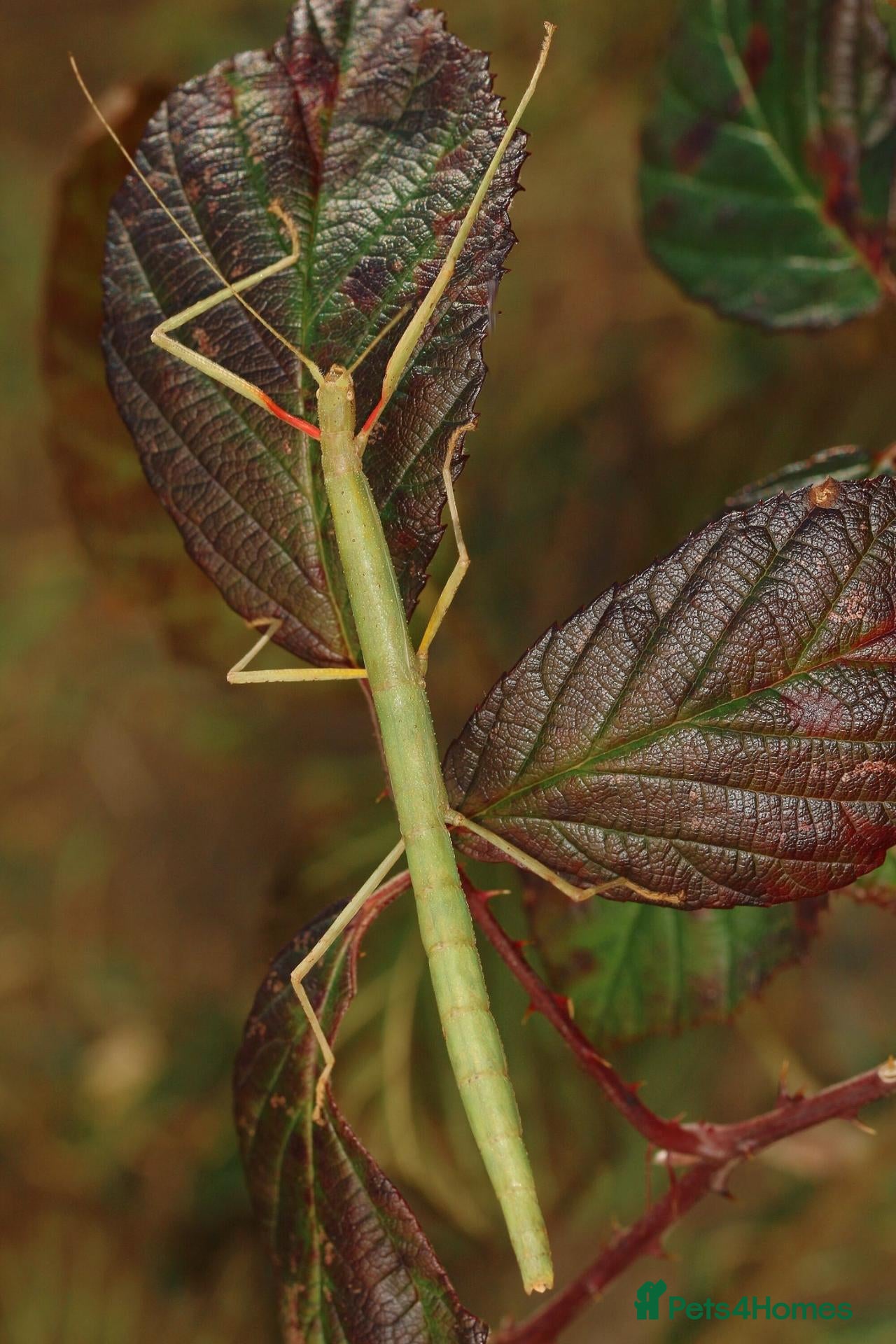 Stick Insects invertebrates Indian Stick Insects - Adults, Nympths and Eggs - Advert 8