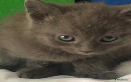 British Shorthair cats for sale: Shorthair x Maincoon kittens for sale - Image 2