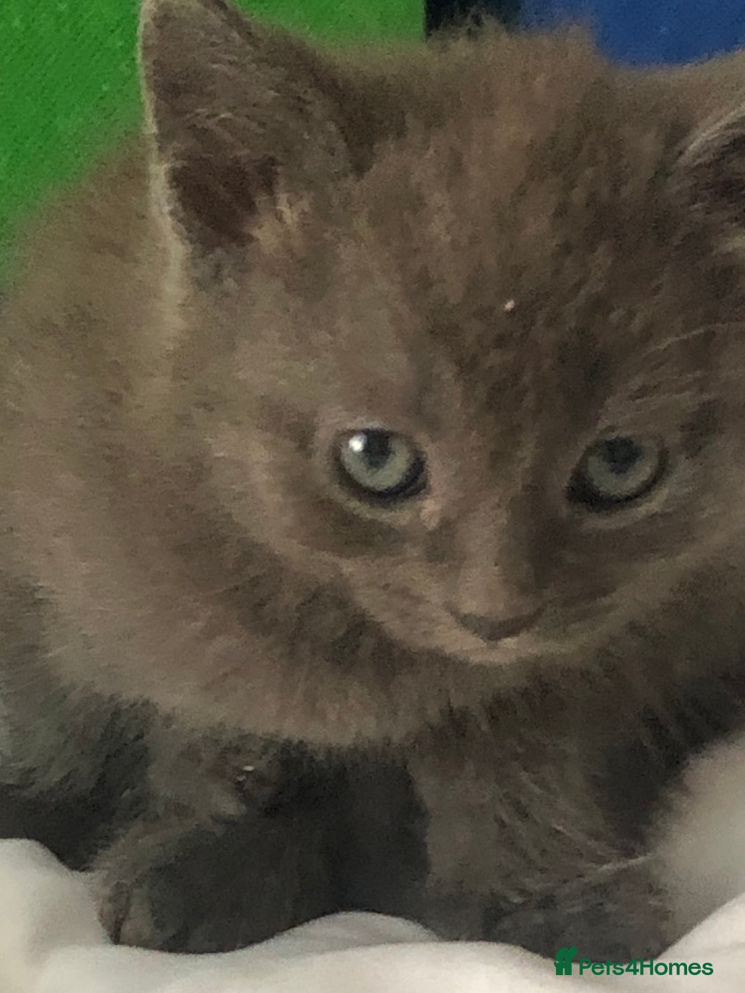British Shorthair cats for sale: Shorthair x Maincoon kittens for sale - Image 2