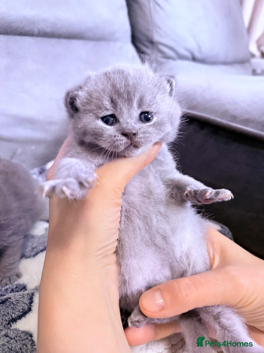 British Shorthair cats for sale: 100% Pure Pedigree Champion line Bsh Reg. Kittens - Advert 23