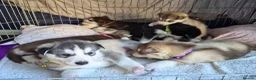 Siberian Husky dogs for sale: 🐾 Siberian Husky Puppies 🐾 - Advert 3