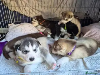 Siberian Husky dogs 🐾 Siberian Husky Puppies 🐾 - Advert 12