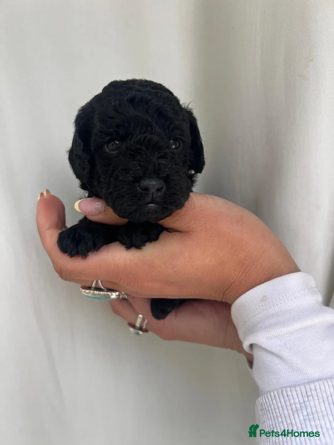 Cockapoo dogs for sale: Beautiful F2B Cockapoos 2 x girl and 1 boy - Black in Wilmslow - Advert 2
