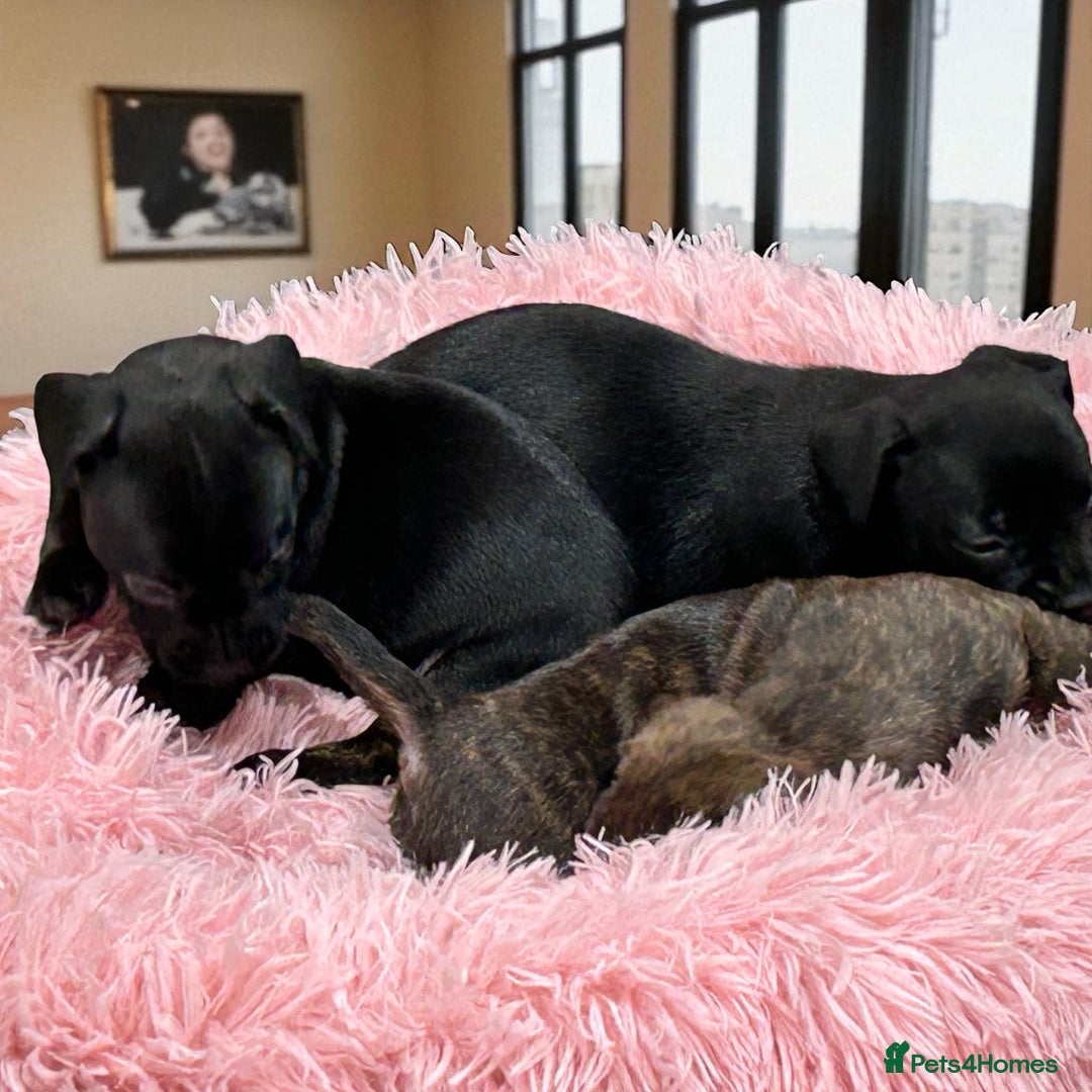 Mixed Breed dogs for sale: Daxiecross Frenchy  - Image 1