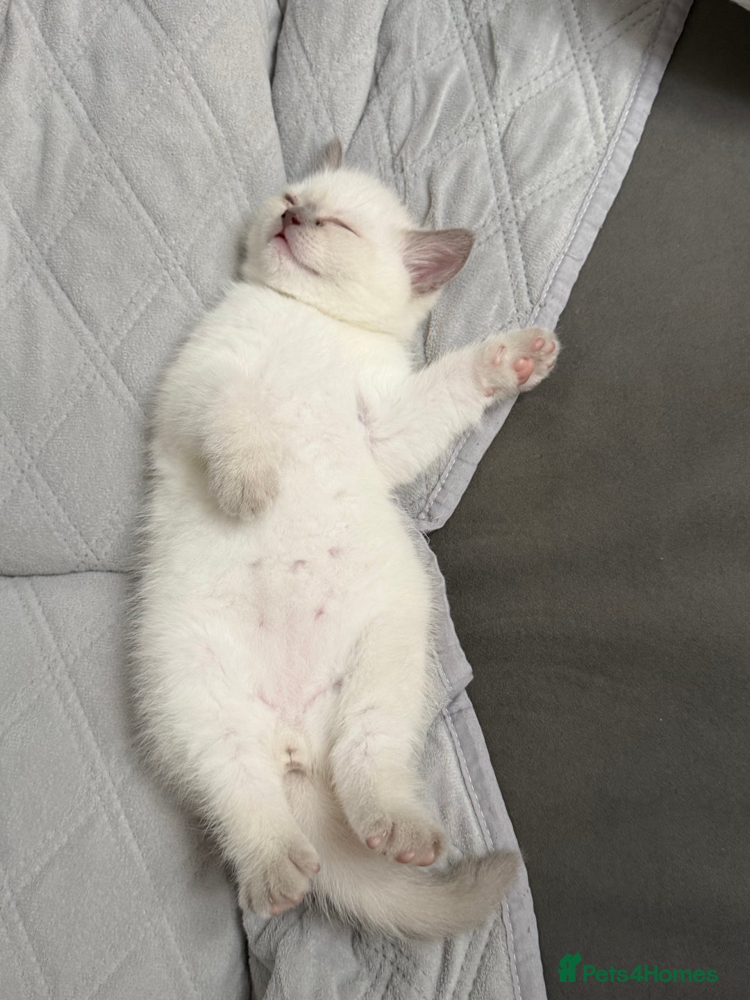 British Shorthair cats for sale: British Shorthair Ready for collection  - Advert 5