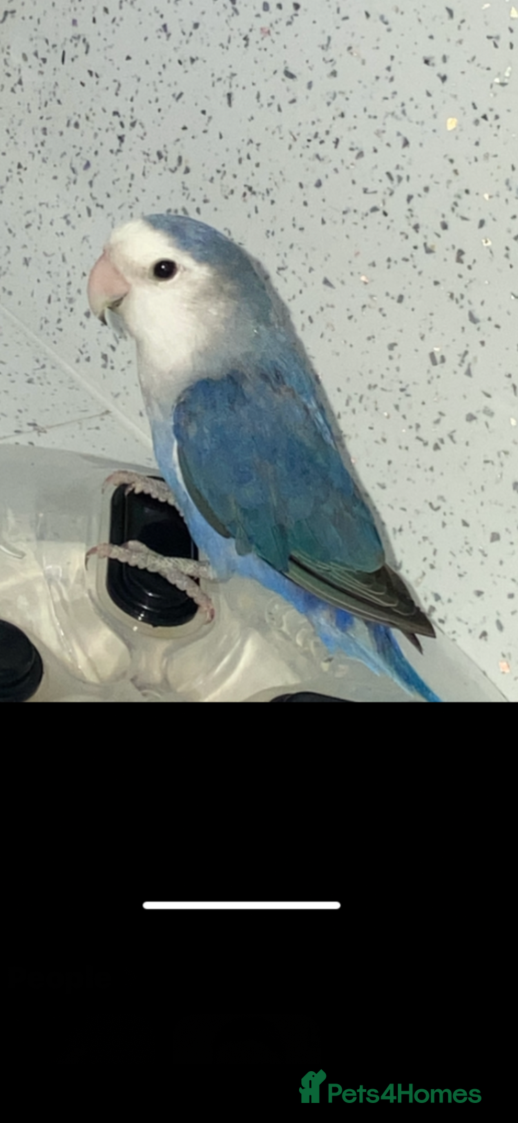 Budgerigars birds Blue love bird  - Advert 3