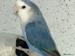 Budgerigars birds Blue love bird - Advert 3