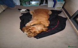Cocker Spaniel dogs for adoption: Handsome & loyal REGGIE needs a new Loving Home - Image 12