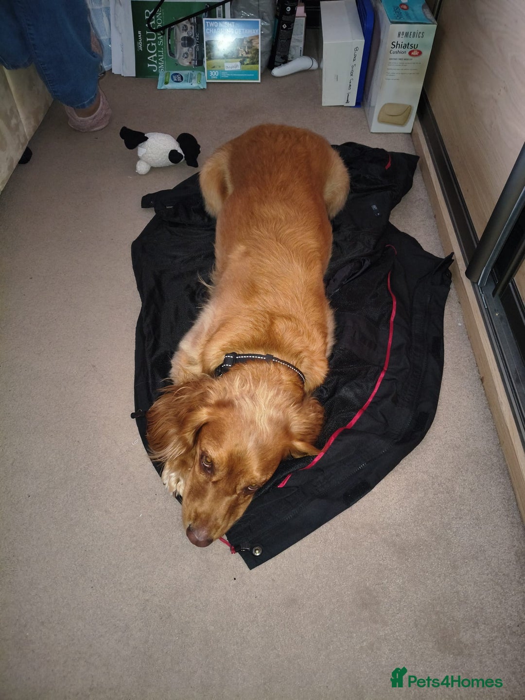 Cocker Spaniel dogs for adoption: Handsome & loyal REGGIE needs a new Loving Home - Image 12