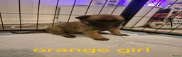 Belgian Shepherd Dog dogs for sale: KC Registered Belgian Malinois - Advert 20