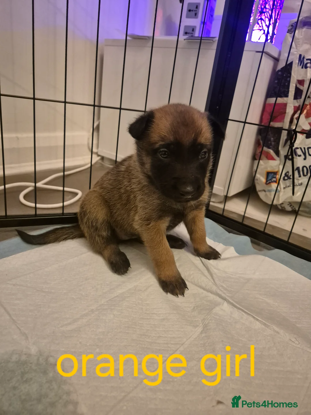 Belgian Shepherd Dog dogs for sale: KC Registered Belgian Malinois - Advert 20