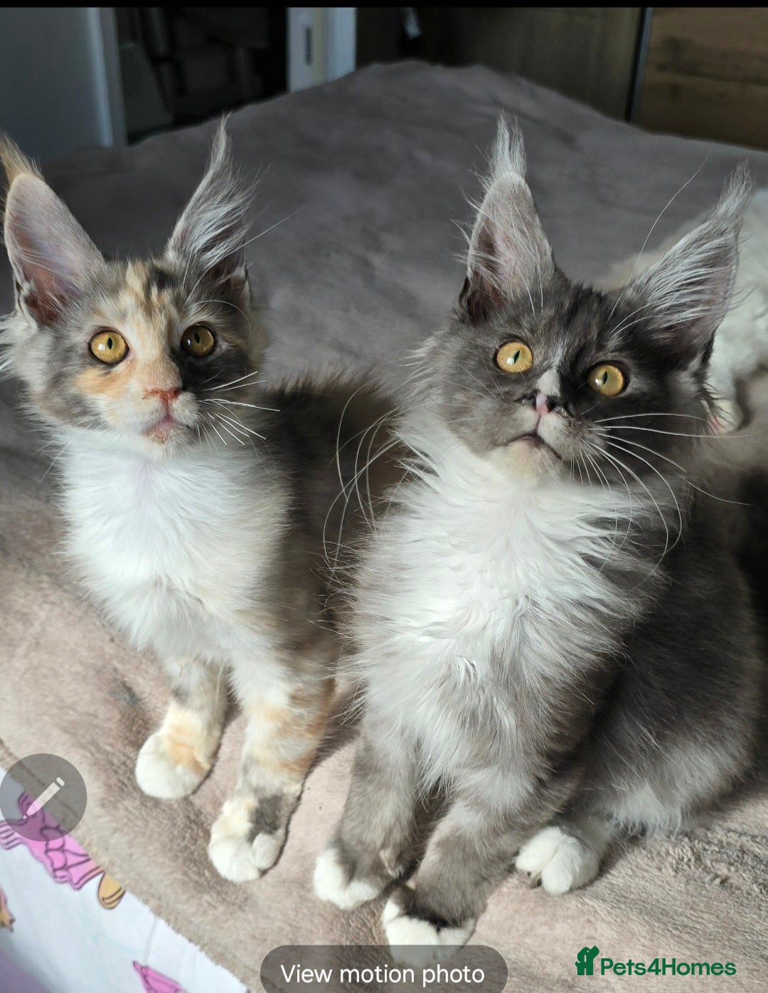 Maine Coon cats Stunning Maincoon kittens - Advert 14