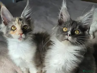 Maine Coon cats Stunning Maincoon kittens - Advert 14