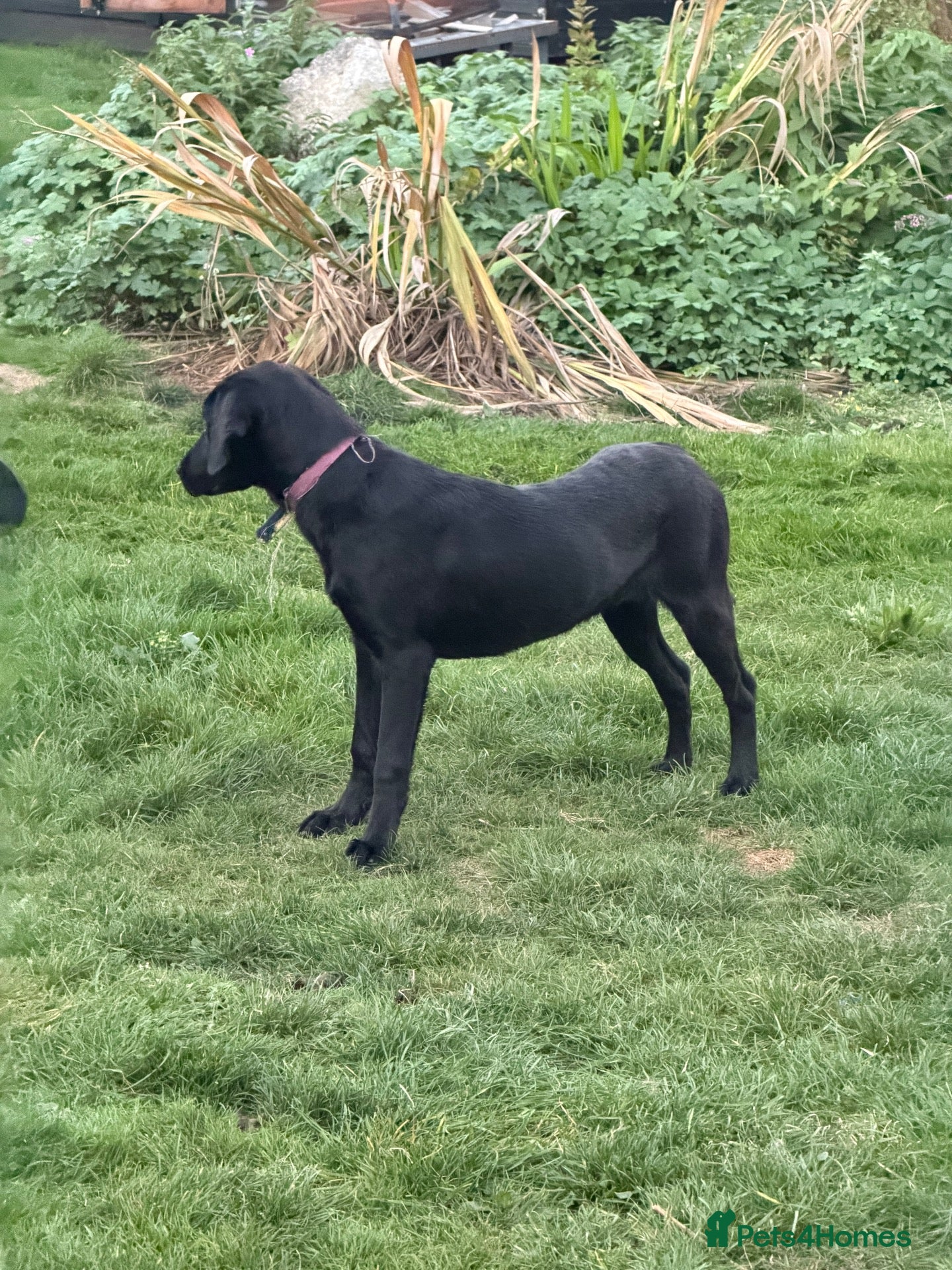 Labrador Retriever dogs BLACK FEMALE LABRADOR  - Advert 5