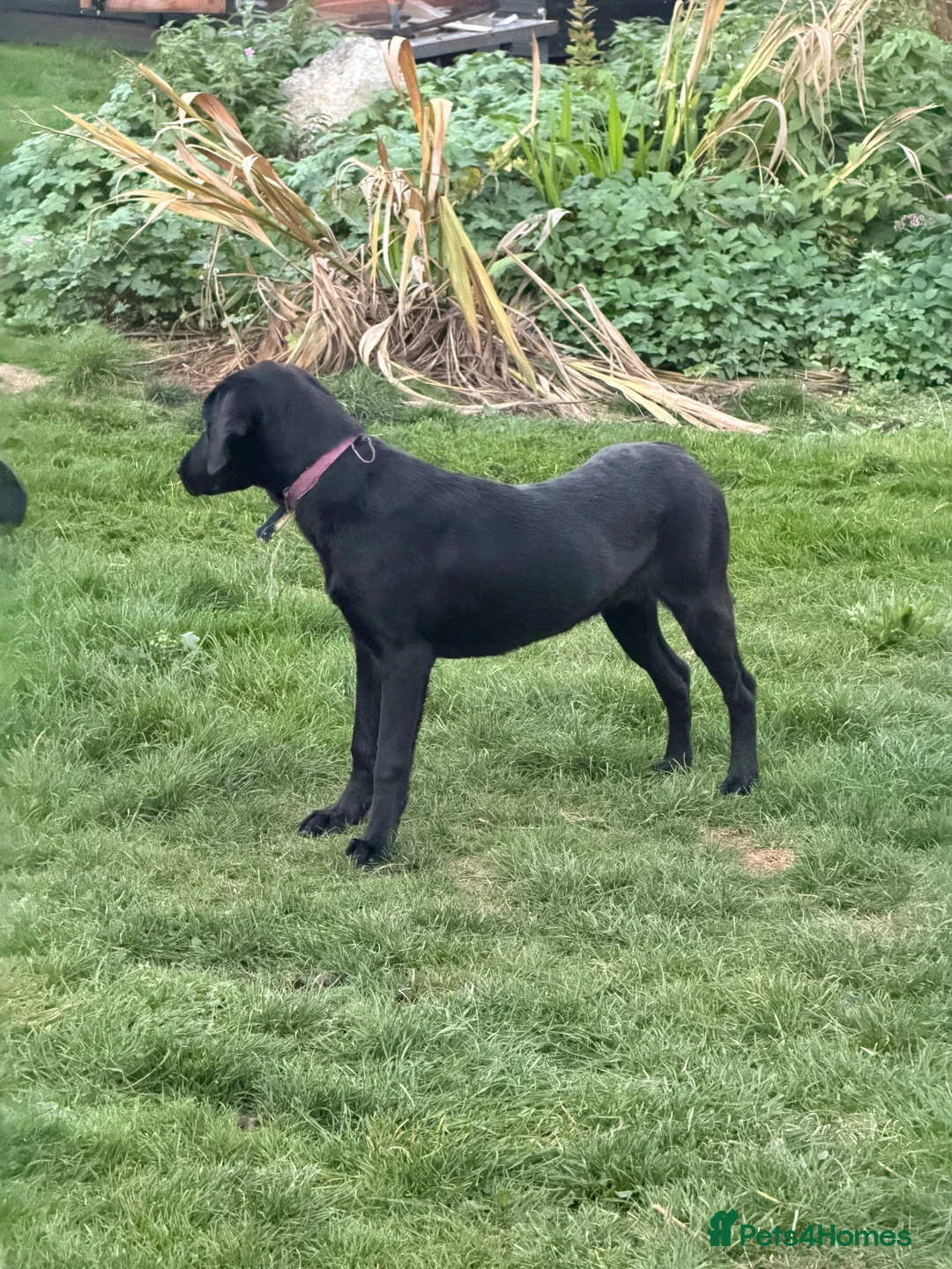 Labrador Retriever dogs for sale: BLACK FEMALE LABRADOR  - Advert 1