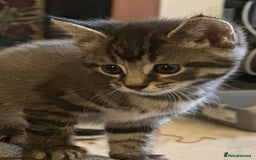 Mixed Breed cats for sale: Beautiful and Cute Kittens - Image 2