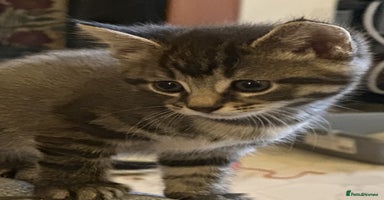 Mixed Breed cats - Advert 6