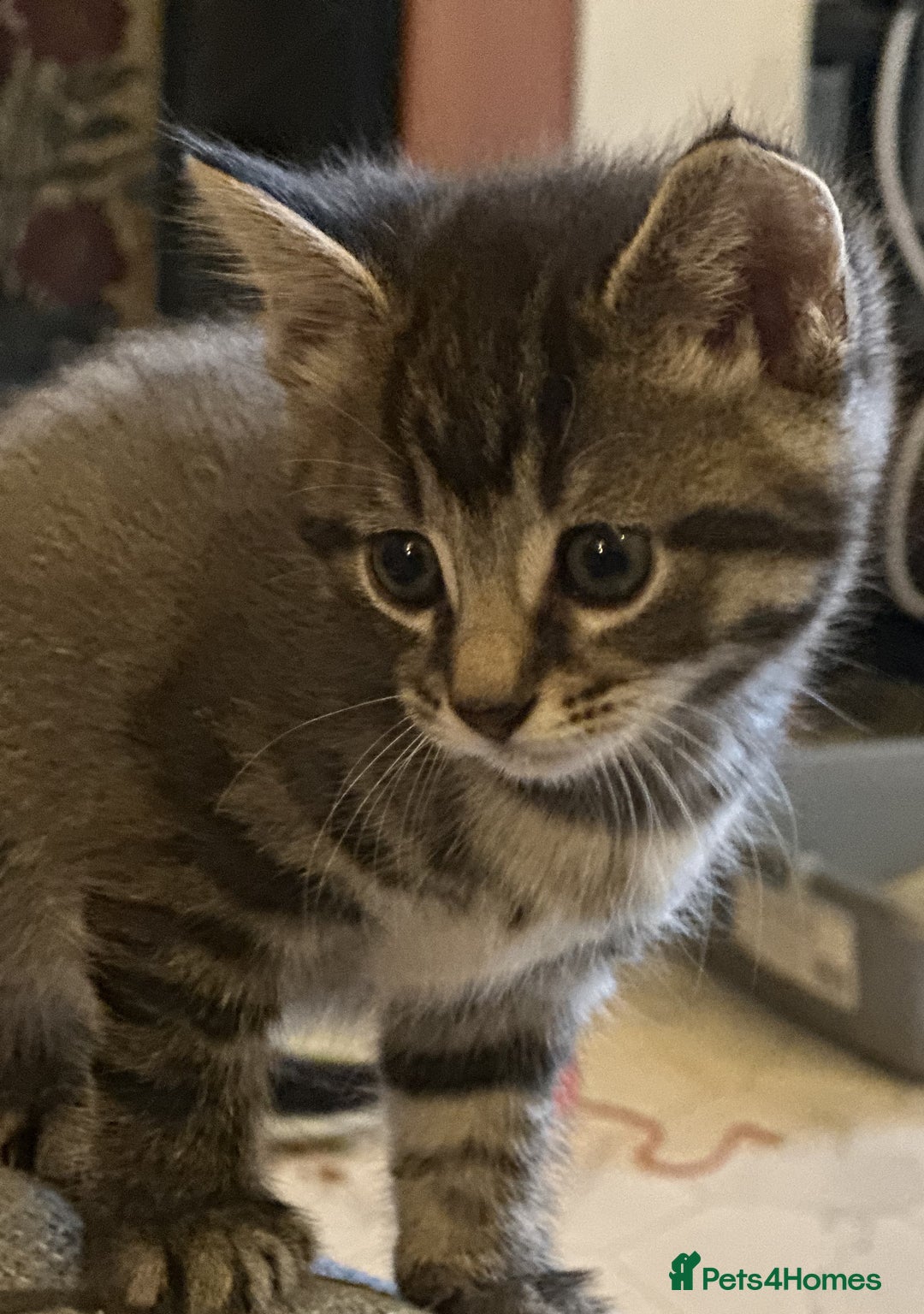 Mixed Breed cats for sale: Beautiful and Cute Kittens - Image 2