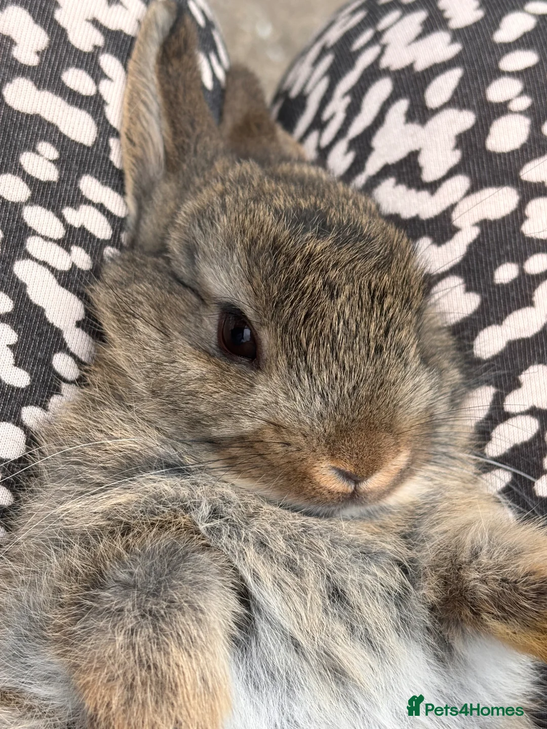 Netherland Dwarf rabbits for sale: Agouti Netherland Dwarf - Advert 1