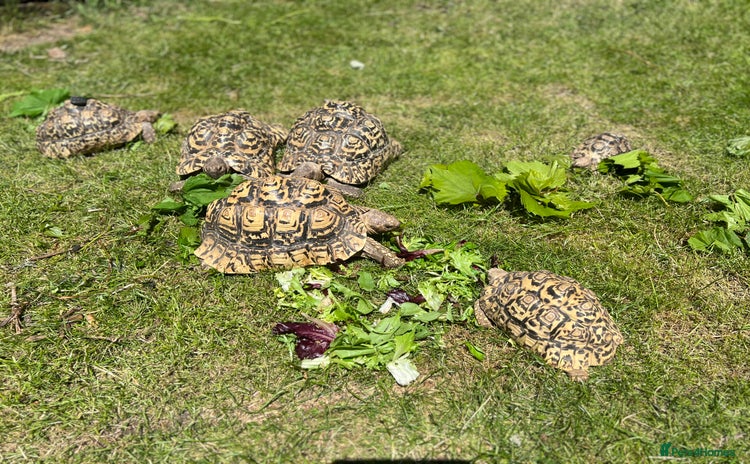 Tortoise reptiles for sale - Advert 1