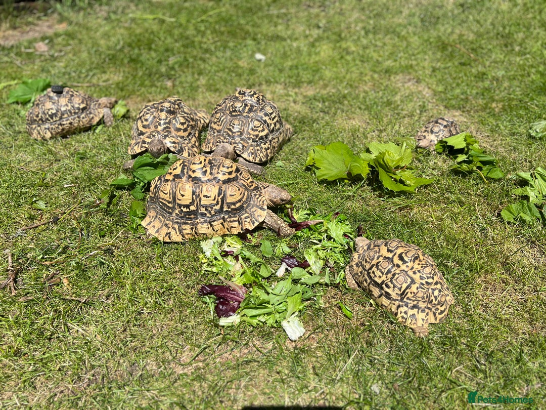 Tortoise reptiles for sale: Adult Leopard Tortoises  - Image 1