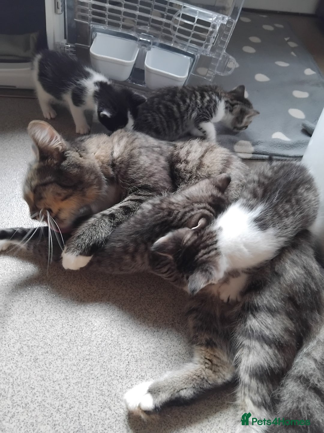 Mixed Breed cats for sale: Lovely Bengal x kittens for sale. - Advert 24