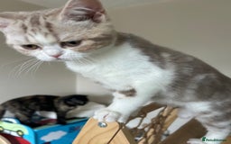 Scottish Fold cats for sale: Beautiful kittens just for you - Image 10
