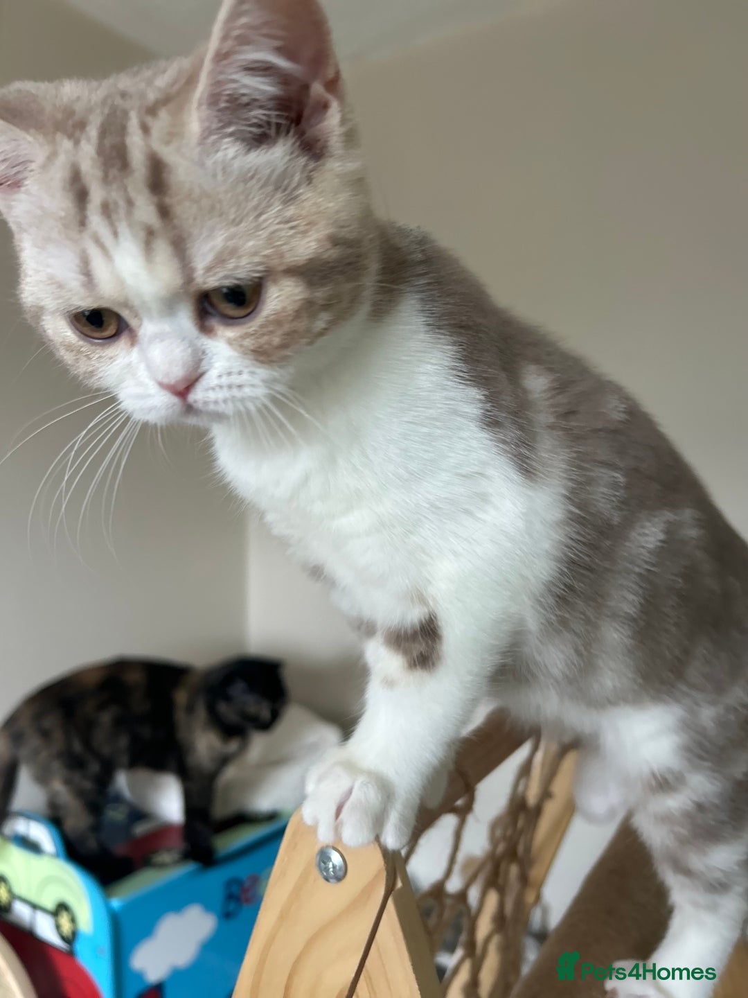 Scottish Fold cats for sale: Beautiful kittens just for you - Image 10
