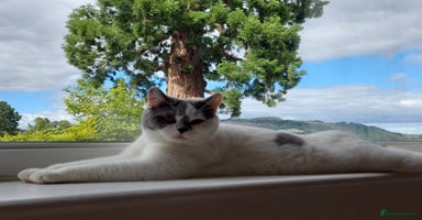 British Shorthair cats - Advert 8