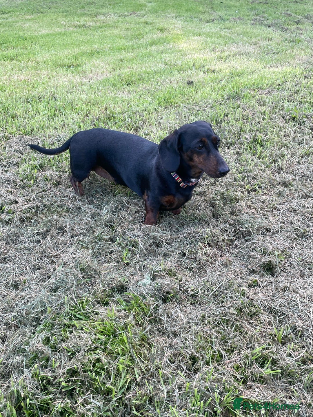 Miniature Dachshund dogs for sale: Beautiful Miniature Dachshund Puppies  - Advert 14