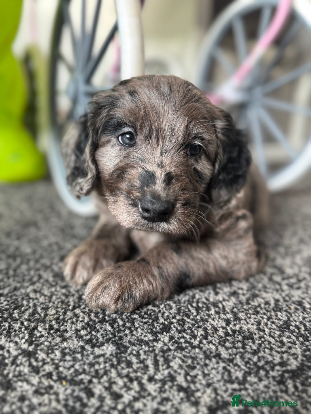 Labradoodle dogs for sale: Remaining boy Adorable Miniature Labradoodles left - Advert 2