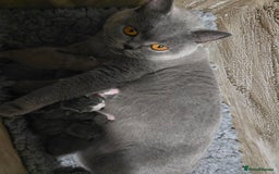 British Shorthair cats for sale: Stunning British Shorthair Kittens  - Image 15