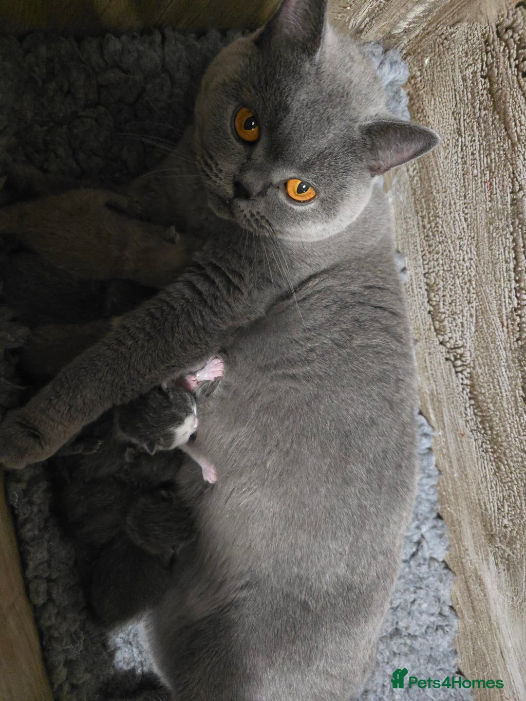 British Shorthair cats for sale: Stunning British Shorthair Kittens  - Image 15