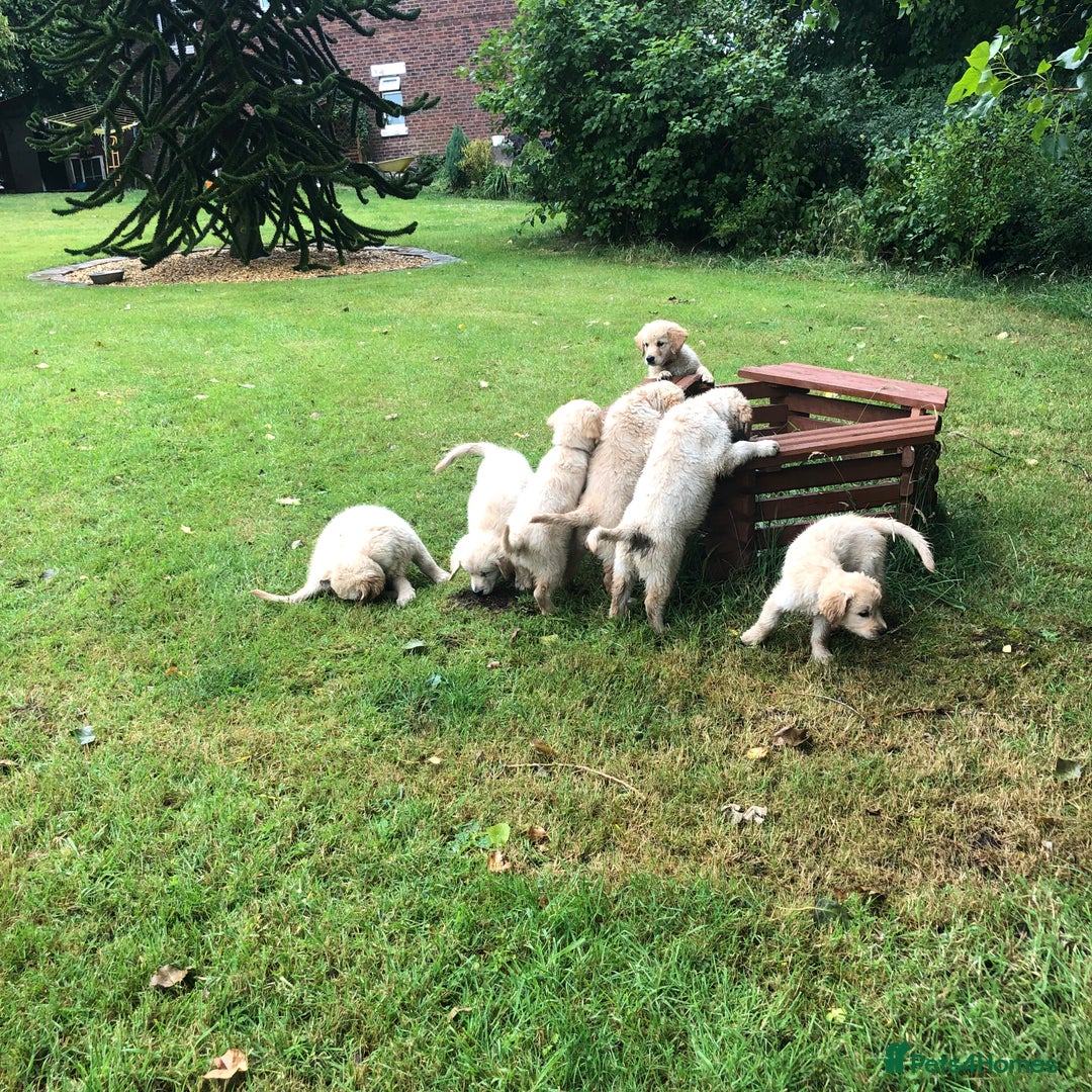 Golden Retriever dogs for sale: Quality KC puppies from health tested parents  - Image 2